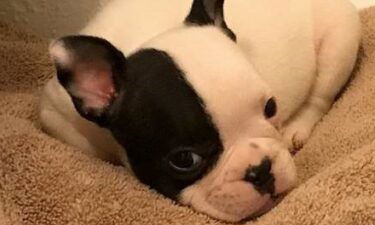 French bulldog puppy