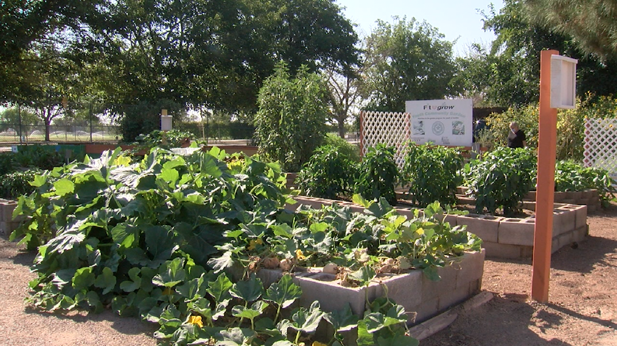 El Paso's Ascarate Community Garden almost destroyed by ...