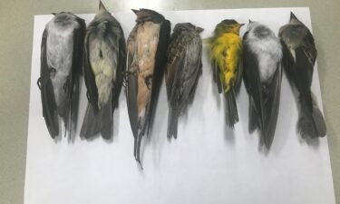 dead birds