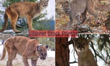 Big_Cats_collage