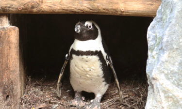 penguin