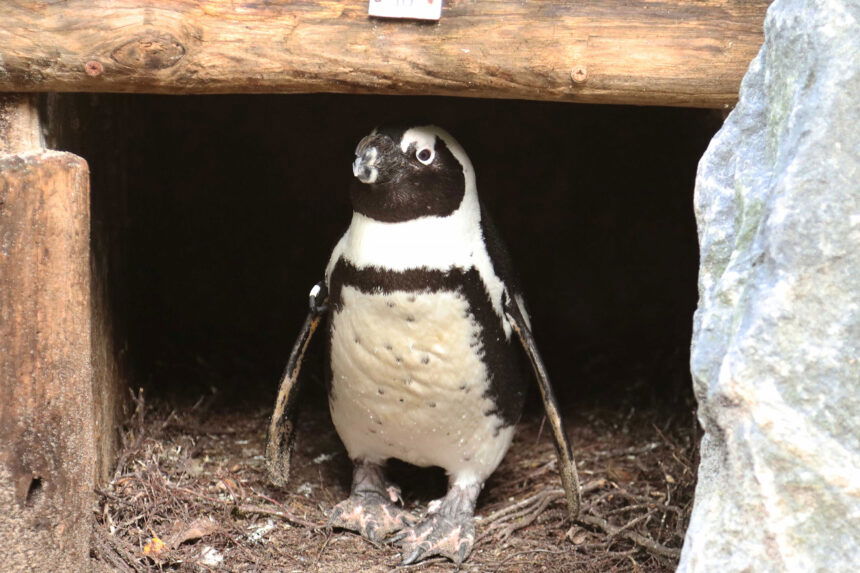 penguin