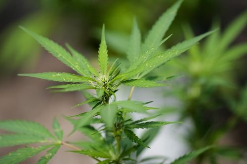 Marijuana plants are seen growing in this file photo.