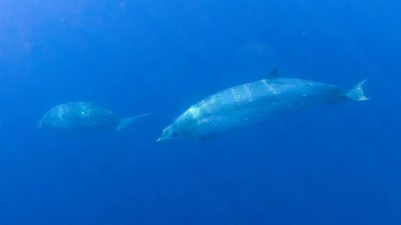 A new whale species that was discovered swims in the ocean.