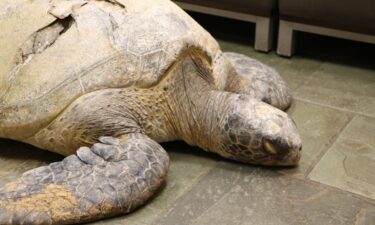 sea-turtle-hurt-hawaii