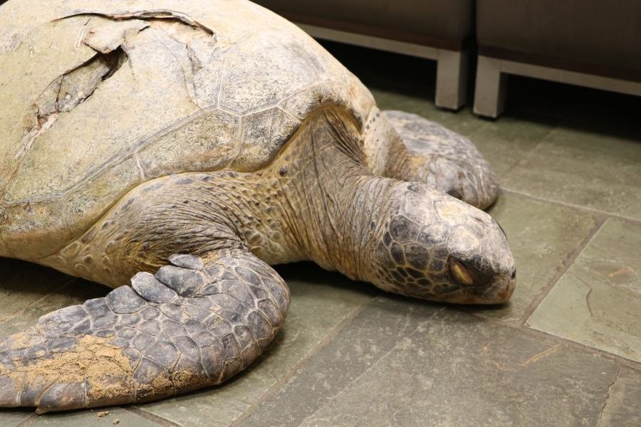 150-pound sea turtle euthanized after boat shatters shell, injuring spinal cord - KVIA