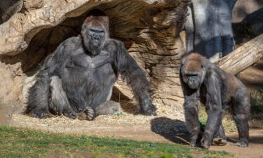 Gorillas San Diego Zoo