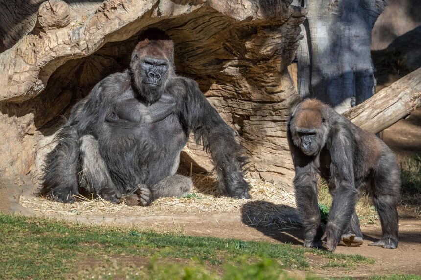 Gorillas San Diego Zoo