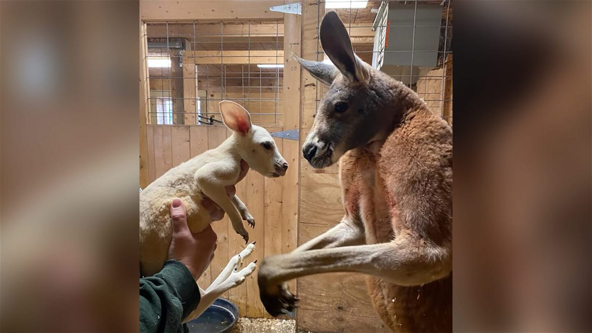 Cosmo, the white kangaroo, is pictured with his dad, Boomer at Animal Adventure Park in New York.