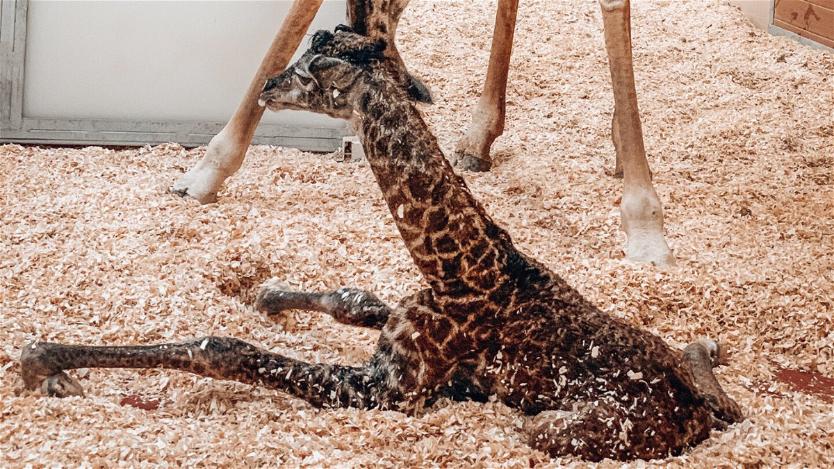 A newborn baby giraffe who later died at the Nashville Zoo.