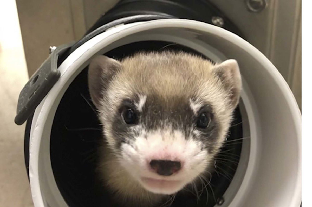 Elizabeth Ann, the first cloned black-footed ferret and first-ever cloned U.S. endangered species.