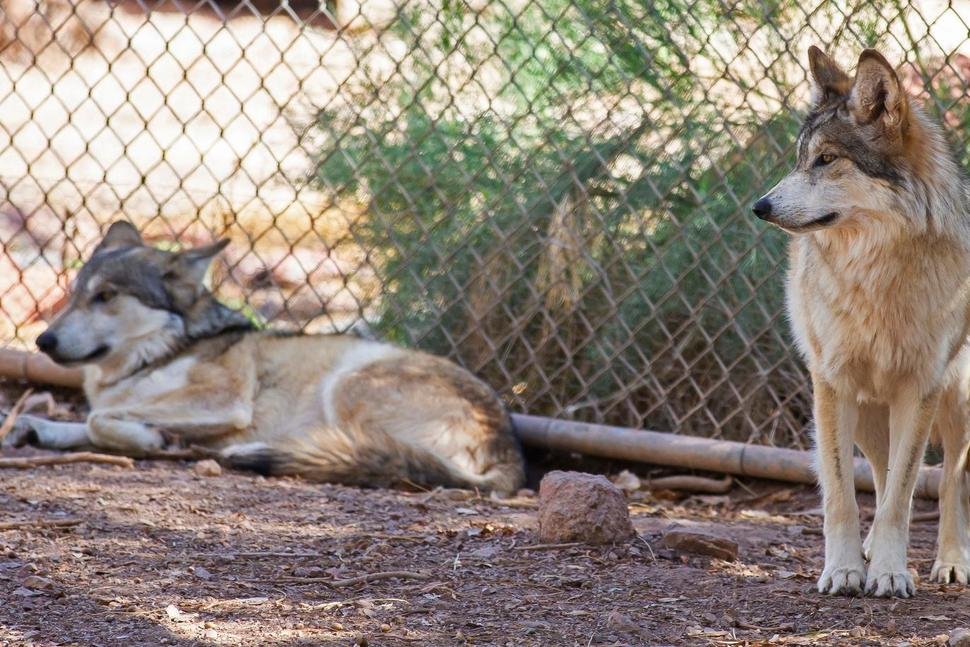 Luna, left, and Scarlet, female Mexican gray wolves are seen at the zoo in Phoenix, Arizona.