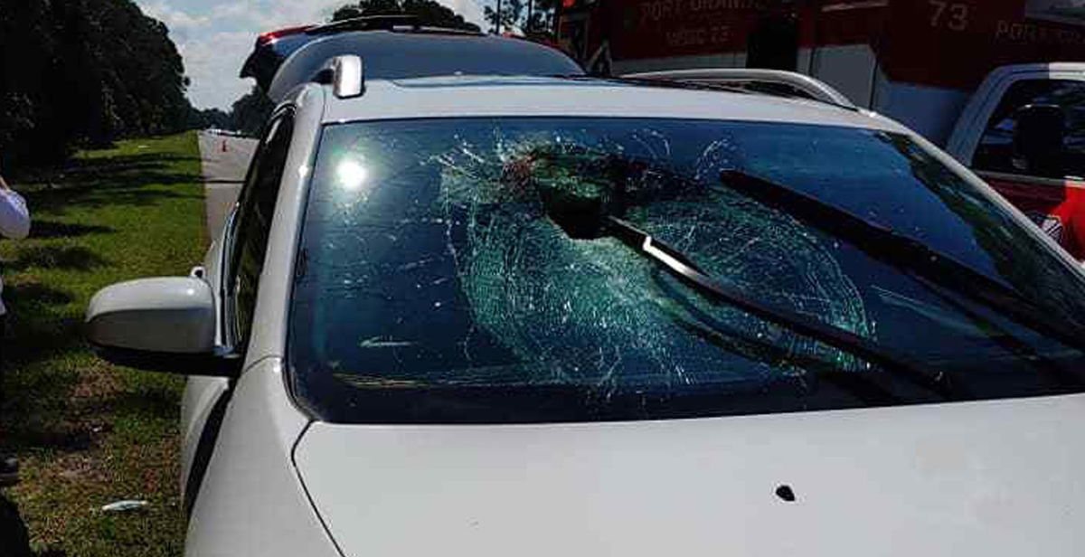 A turtle crashed through the windshield of this car on Interstate 95 near Port Orange, Florida.