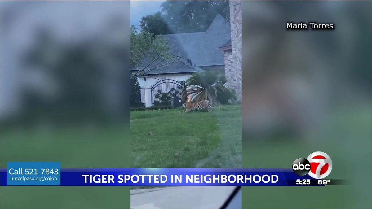 Tiger belonging to a murder suspect spotted in a Houston neighborhood.
