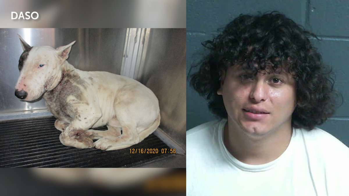 (Right) Gucci, the 6-year-old pit bull terrier after being stabbed. (Left) The mug shot of 27-year-old Dagoberto Jimenez from a previous arrest.