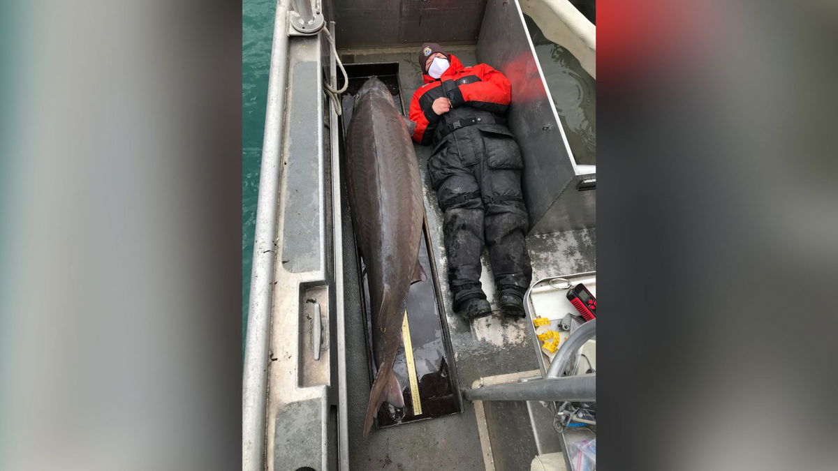 Giant 'river monster' fish may be over 100 years old caught in Detroit River.