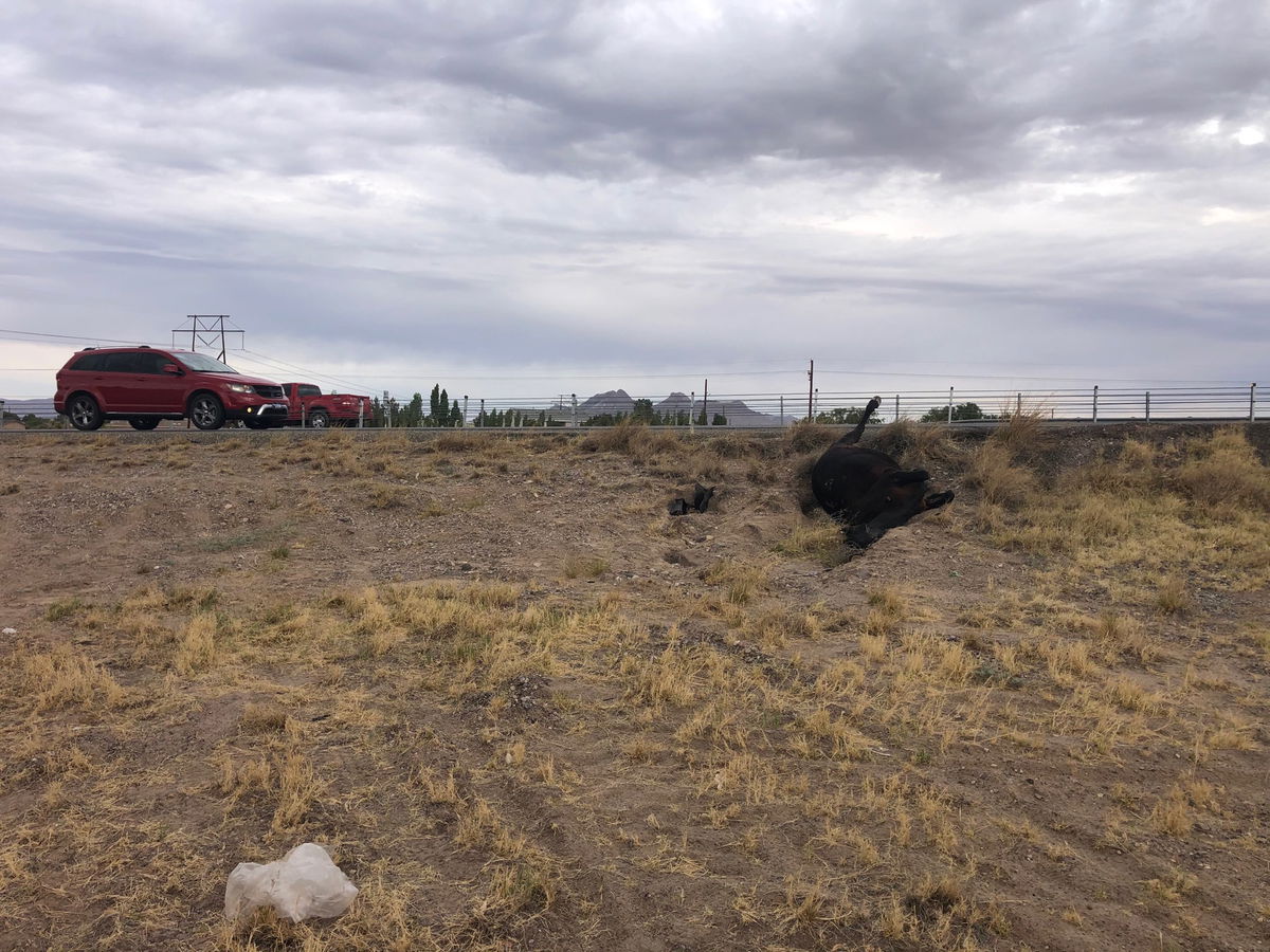 The carcass of a cow struck by a vehicle sits in a field off a Las Cruces highway.