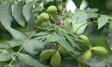 dixie ranch pecans