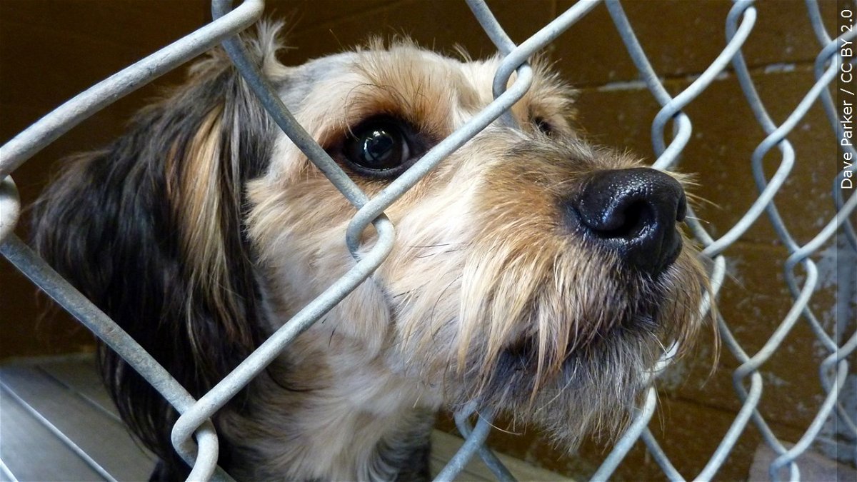 A dog looks out from behind a fence at an animal shelter.