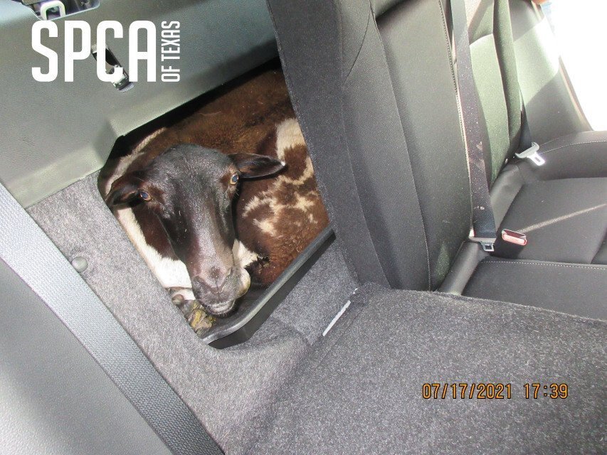 <i>SPCA of Texas</i><br/>Sheep were rescued from the trunk of a car in Hunt County