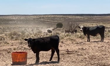 Drought conditions in Arizona have left cattle with little water.