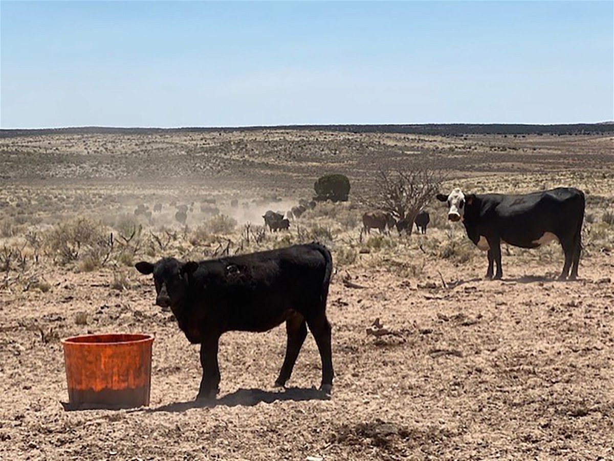 <i>Stephanie Elam/CNN</i><br/>Drought conditions in Arizona have left cattle with little water.
