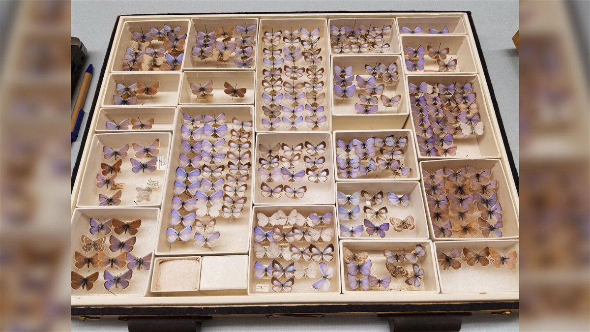<i>Courtesy Field Museum</i><br/>The Field Museum has a collection of extinct Xerces blue butterflies.