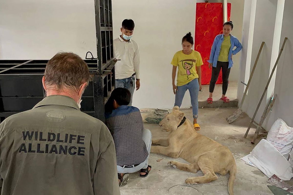 Cambodian midgets vs lion