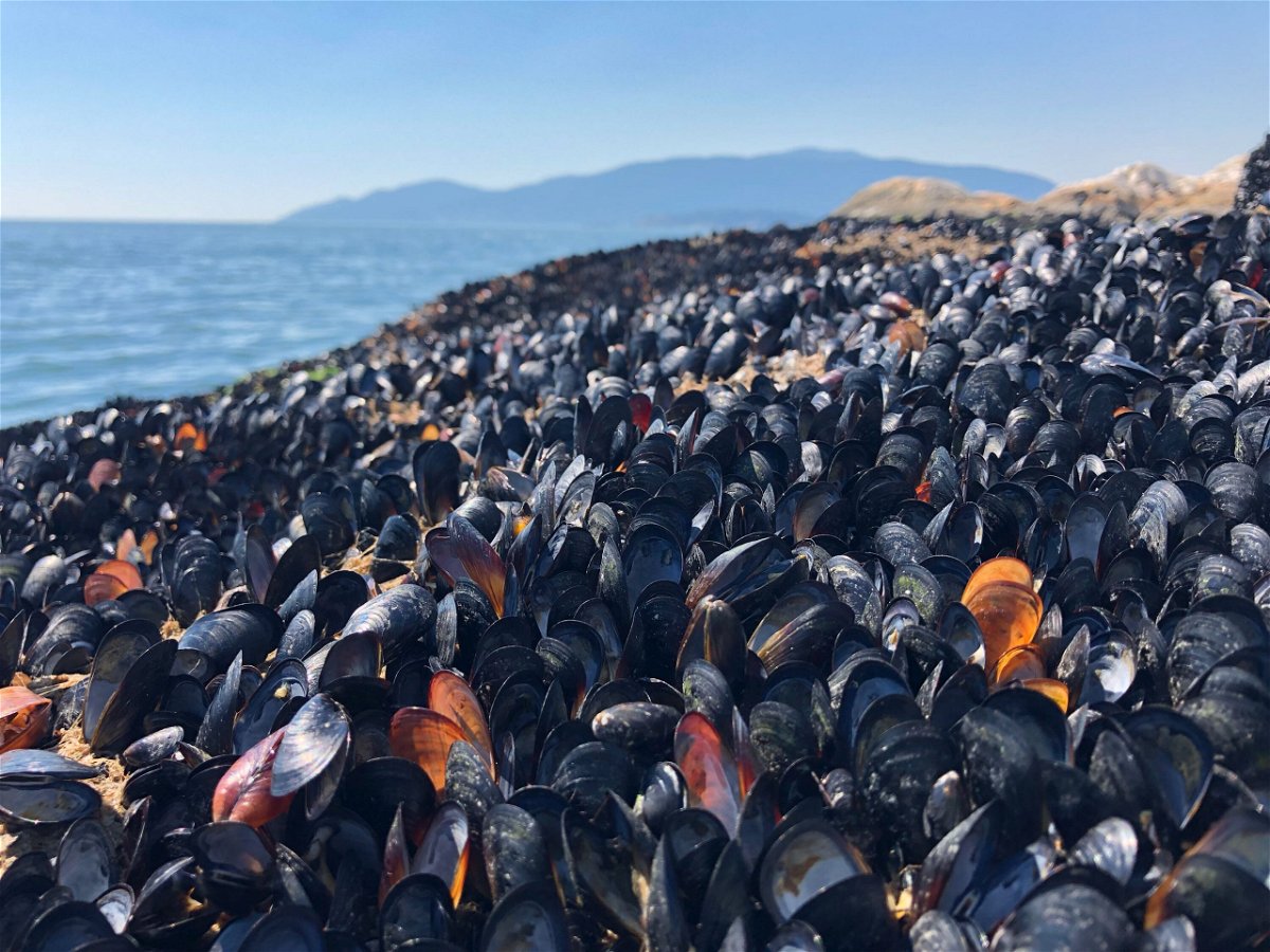 <i>Courtesy Christopher Harley</i><br/>Dead mussels cover the beach at Lighthouse Park in West Vancouver.