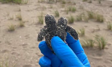 The two-headed sea turtle found at Edisto Beach State Park.
