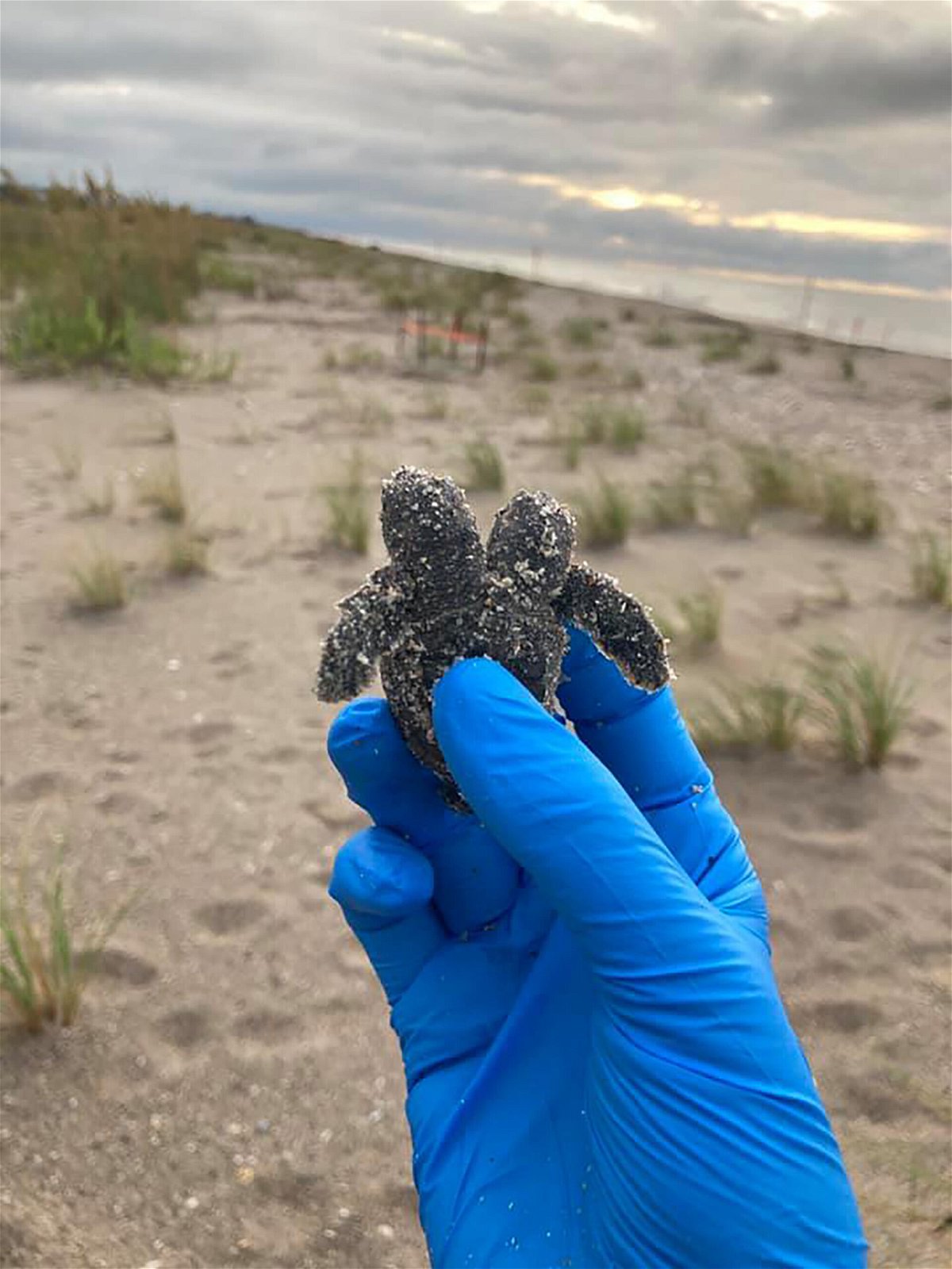 <i>South Carolina State Parks/Facebook</i><br/>The two-headed sea turtle found at Edisto Beach State Park.