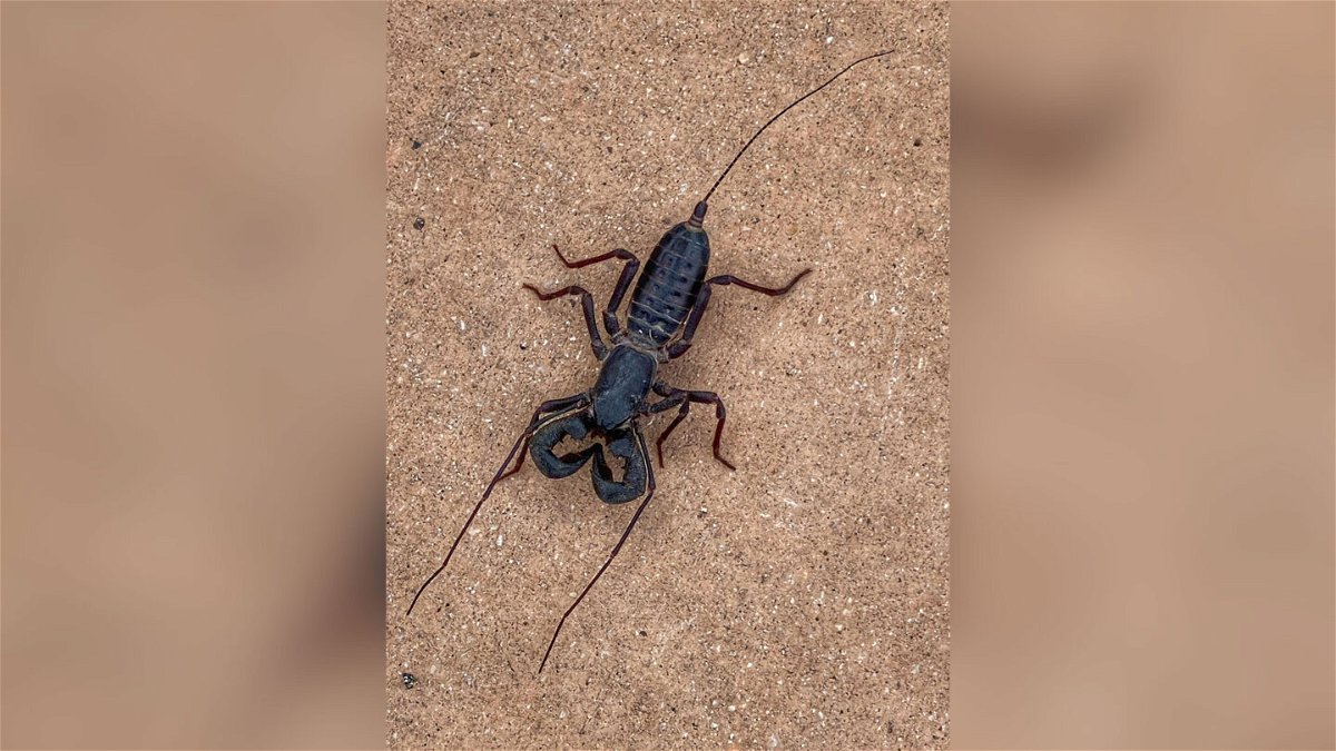 <i>From NPS/CA Hoyt/Big Bend National Park/Facebook</i><br/>This vinegaroon was spotted near the Chisos Basin campground