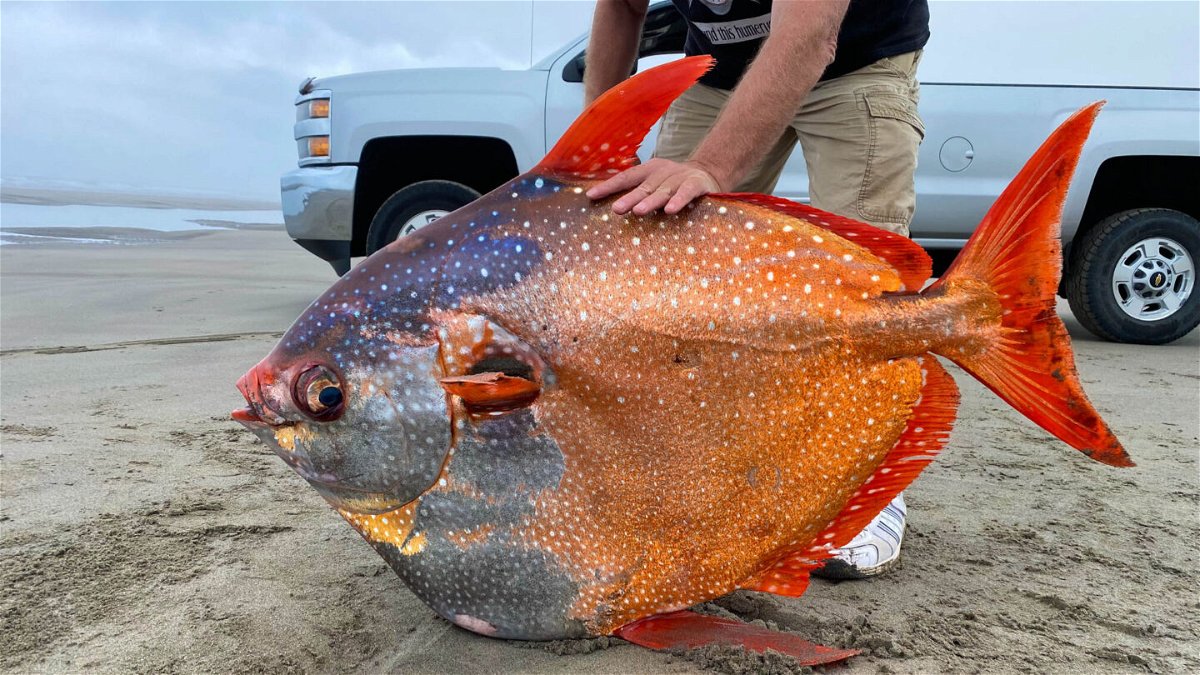 <i>Seaside Aquarium</i><br/>The opah fish was found on July 14.