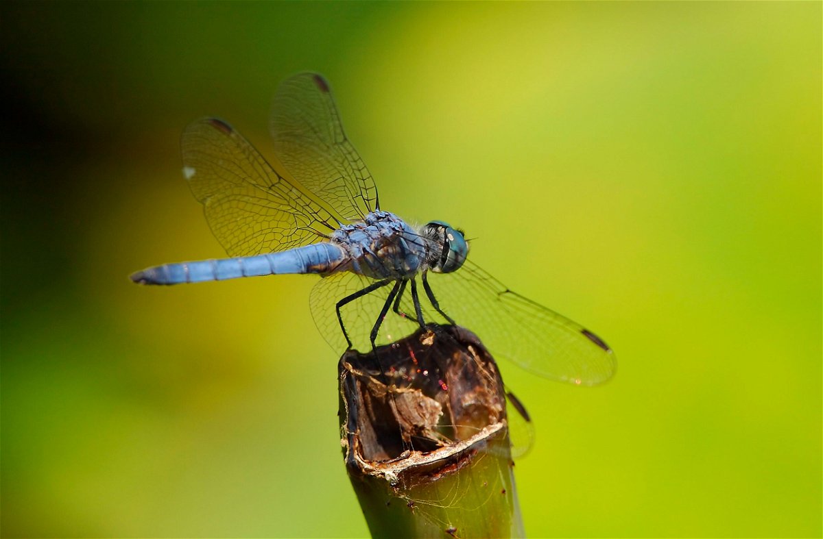 <i>Ron Reznick/VW Pics/Universal Images Group/Getty Images</i><br/>Researchers worry that female dragonflies may no longer recognize their male counterparts.