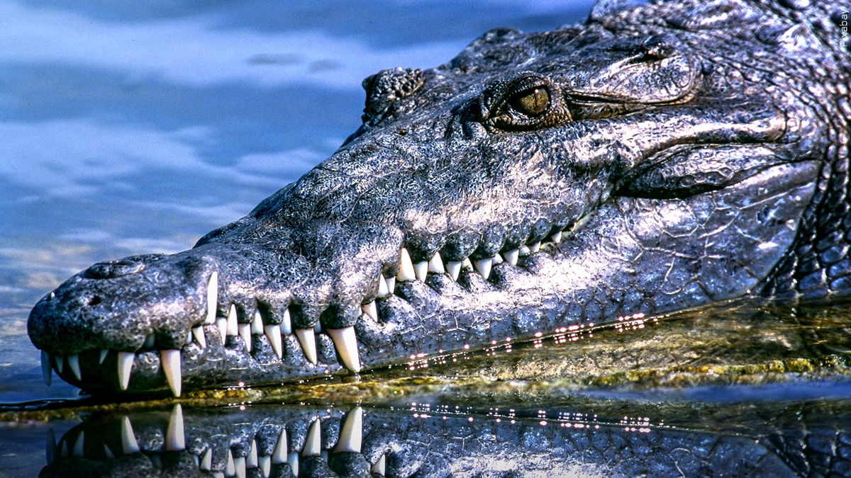 An alligator is seen in this file photo.