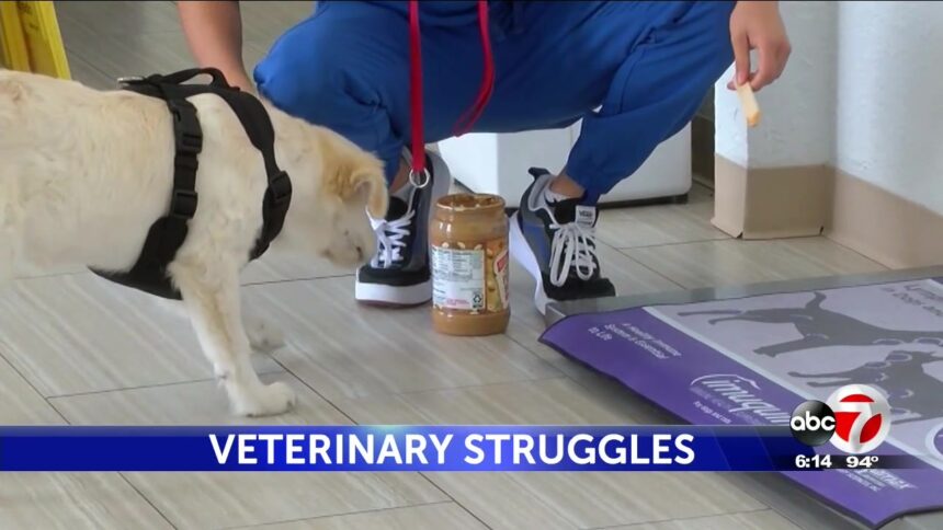 Vets struggle with high demand, short staffs