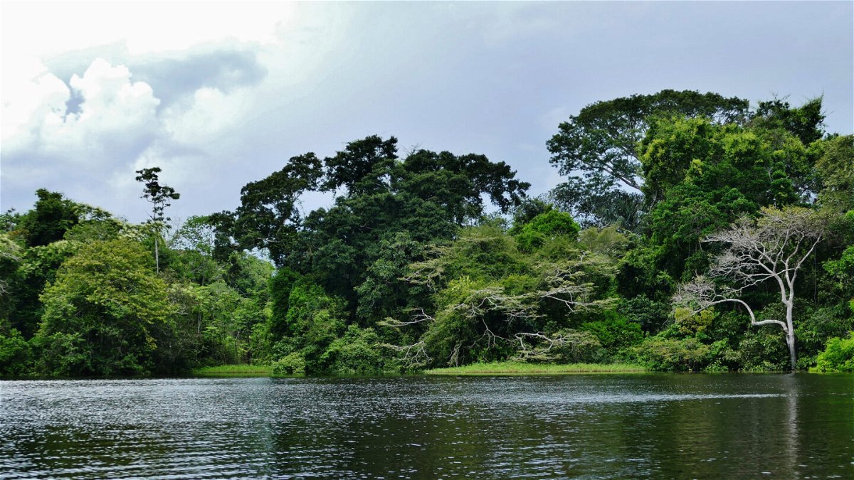 <i>Courtesy Sergio León-Ecodestinos</i><br/>The waters of the Lagos de Tarapoto are an important habitat for many animal species.
