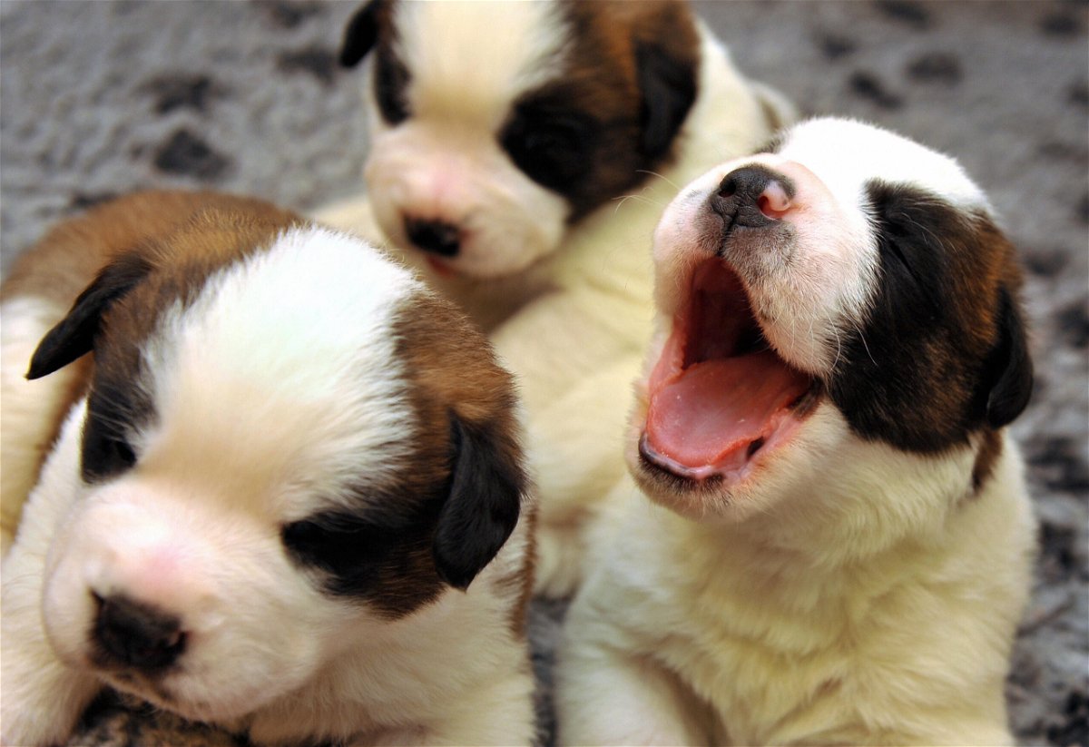 <i>Getty Images</i><br/>Two-week-old puppies play.