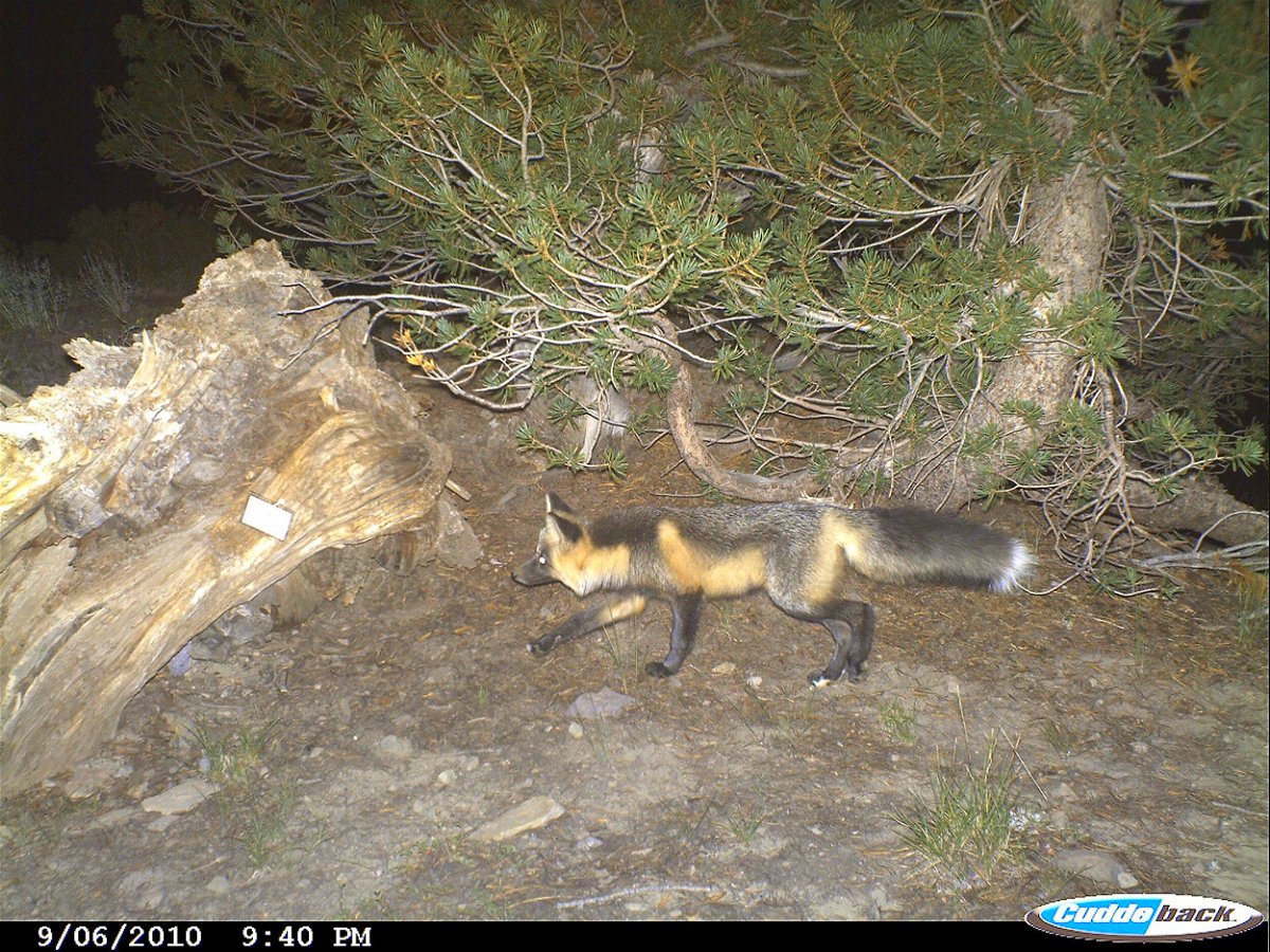 <i>Stanislaus NAtional Forest/US Forest Service</i><br/>The Sierra Nevada red fox