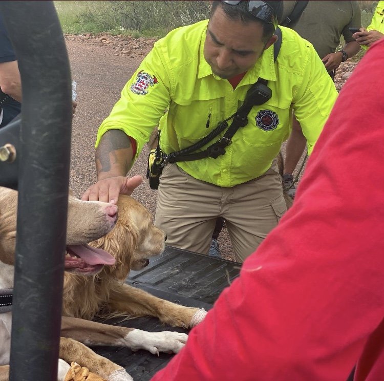 El Paso rescue crews examine two dogs injured during a hike with their owner.