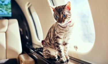 More and more travelers are taking their pets with them on board private jets.