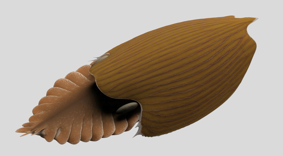 View of Titanokorys gainesi reconstruction.