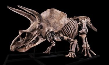 A Paris auction house will seek to sell the world's biggest known example of the dinosaur triceratops