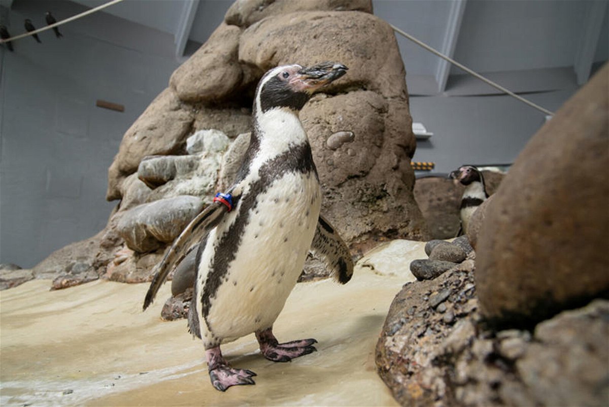 <i>From Oregon Zoo</i><br/>The world lost one of its oldest penguins at the Oregon Zoo. Mochica was 31.