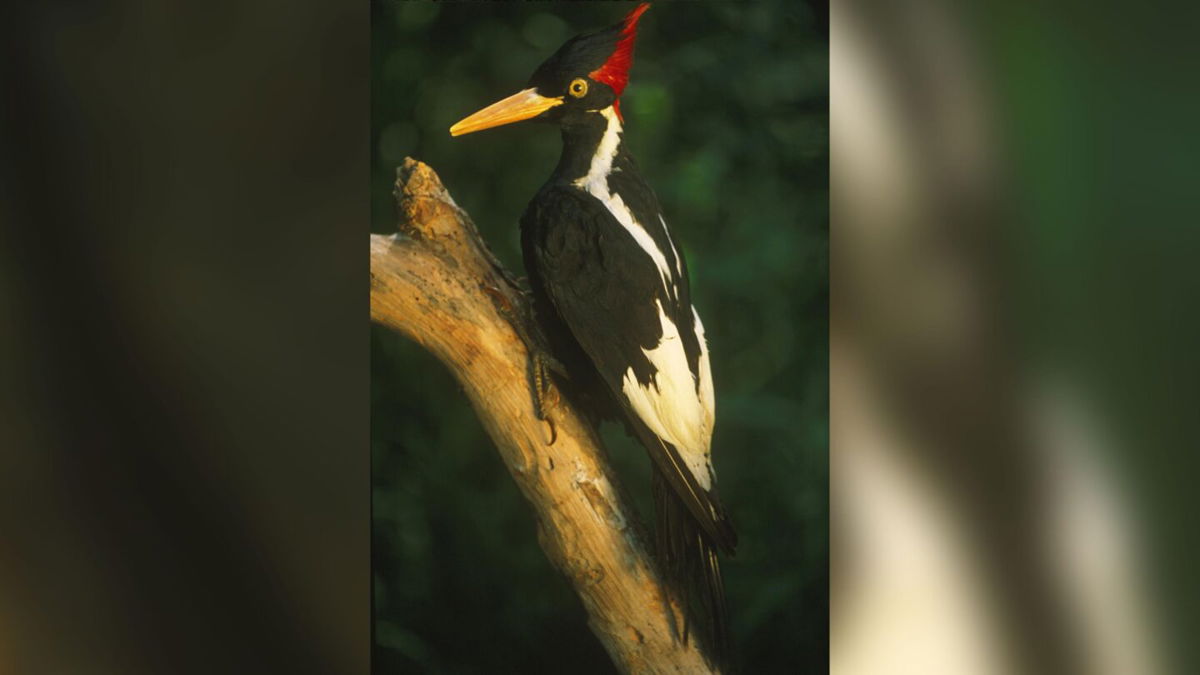 <i>Auscape/Universal Images Group via Getty Images</i><br/>The ivory-billed woodpecker