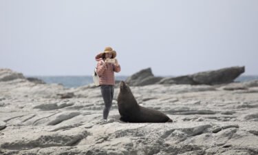A tourist takes pictures of a New Zealand fur seal at the Kaikoura Seal Colony in Kaikoura