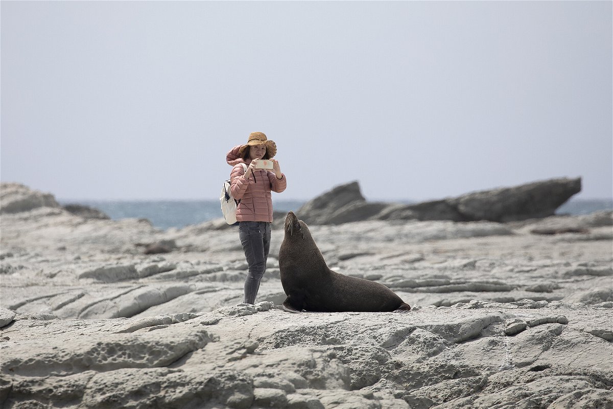 <i>Sanka Vidanagama/NurPhoto/Getty Images</i><br/>A tourist takes pictures of a New Zealand fur seal at the Kaikoura Seal Colony in Kaikoura