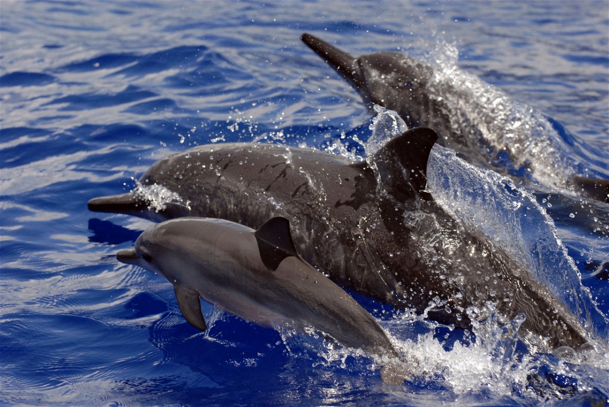 <i>NOAA Fisheries/AP</i><br/>Spinner dolphins swimming in Hawaii.