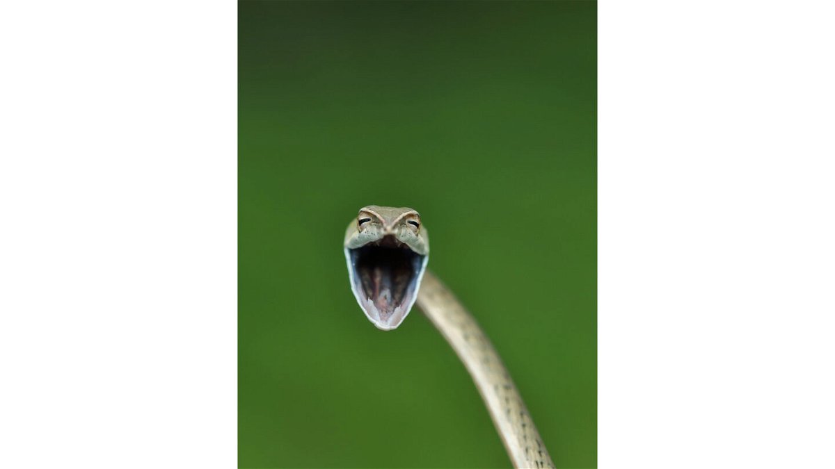 <i>Aditya Kshirasagar/Comedy Wildlife Photography Awards 2021</i><br/>Vine snakes are common in the Western Ghats of India.