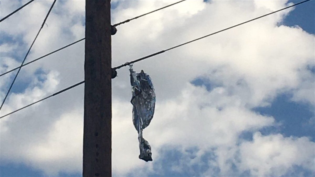 A Mylar balloon caught in a power line that triggered an electrical outage.